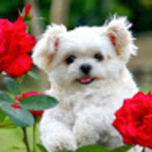 Meet your Posher, Lana_